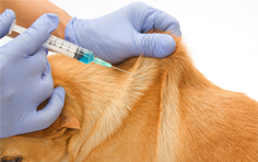 宠物托运需不需要注射药物？