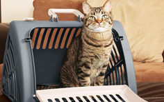 宠物回国怎么样才可以办理免隔离？