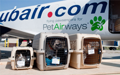 宠物入境回国相关法规及流程是怎么样的？