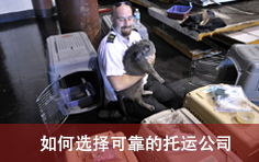 如何选择可靠的宠物托运公司