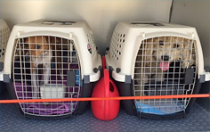 国际宠物回国托运需要注意的几点