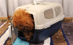 韦柏国际宠物托运，帮您澳洲带宠物回国