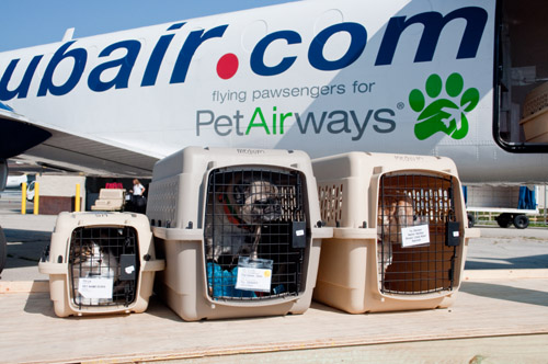 宠物入境回国相关法规及流程