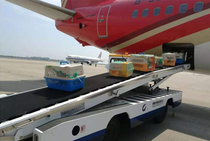 宠物出国托运分为三种方式