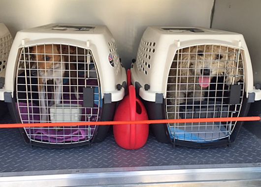 国际宠物回国托运需要注意的几点